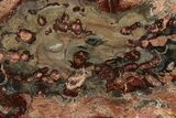Beautiful Petrified Wood (Araucaria) Slab - Madagascar #361505-1